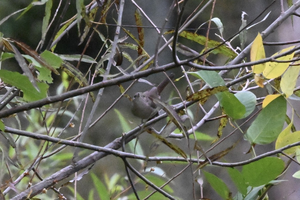Northern House Wren - ML643459982