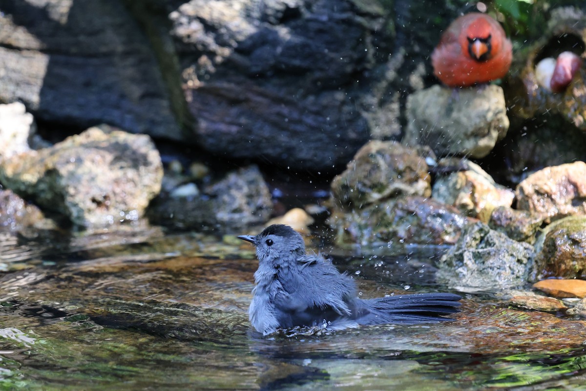 Gray Catbird - ML643460004