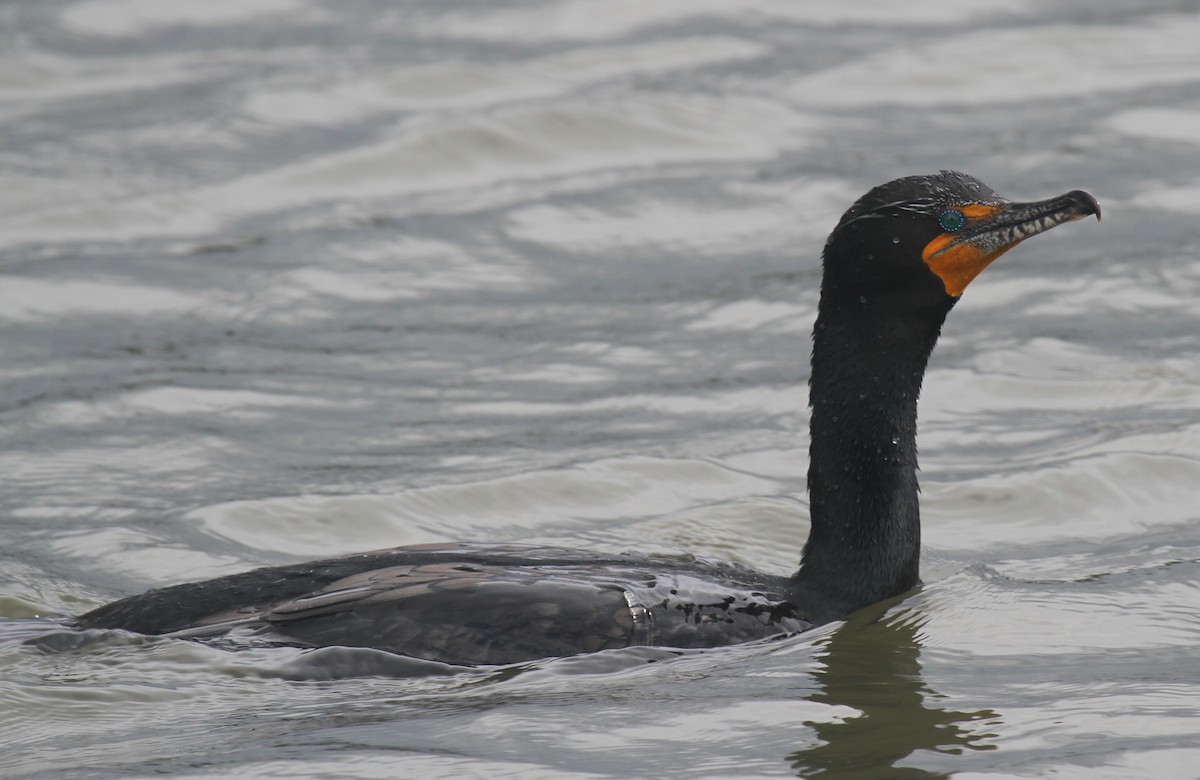 Double-crested Cormorant - ML643460026
