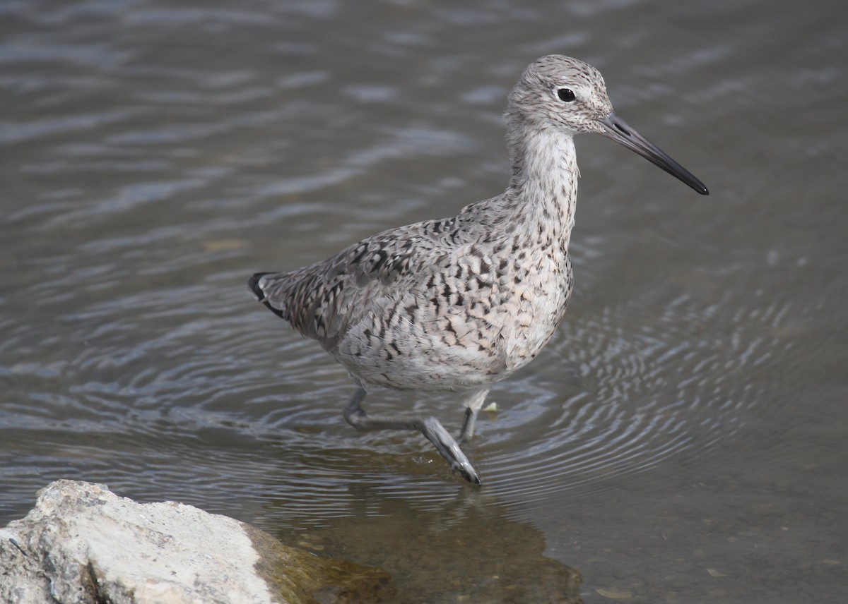 Willet - ML643460039