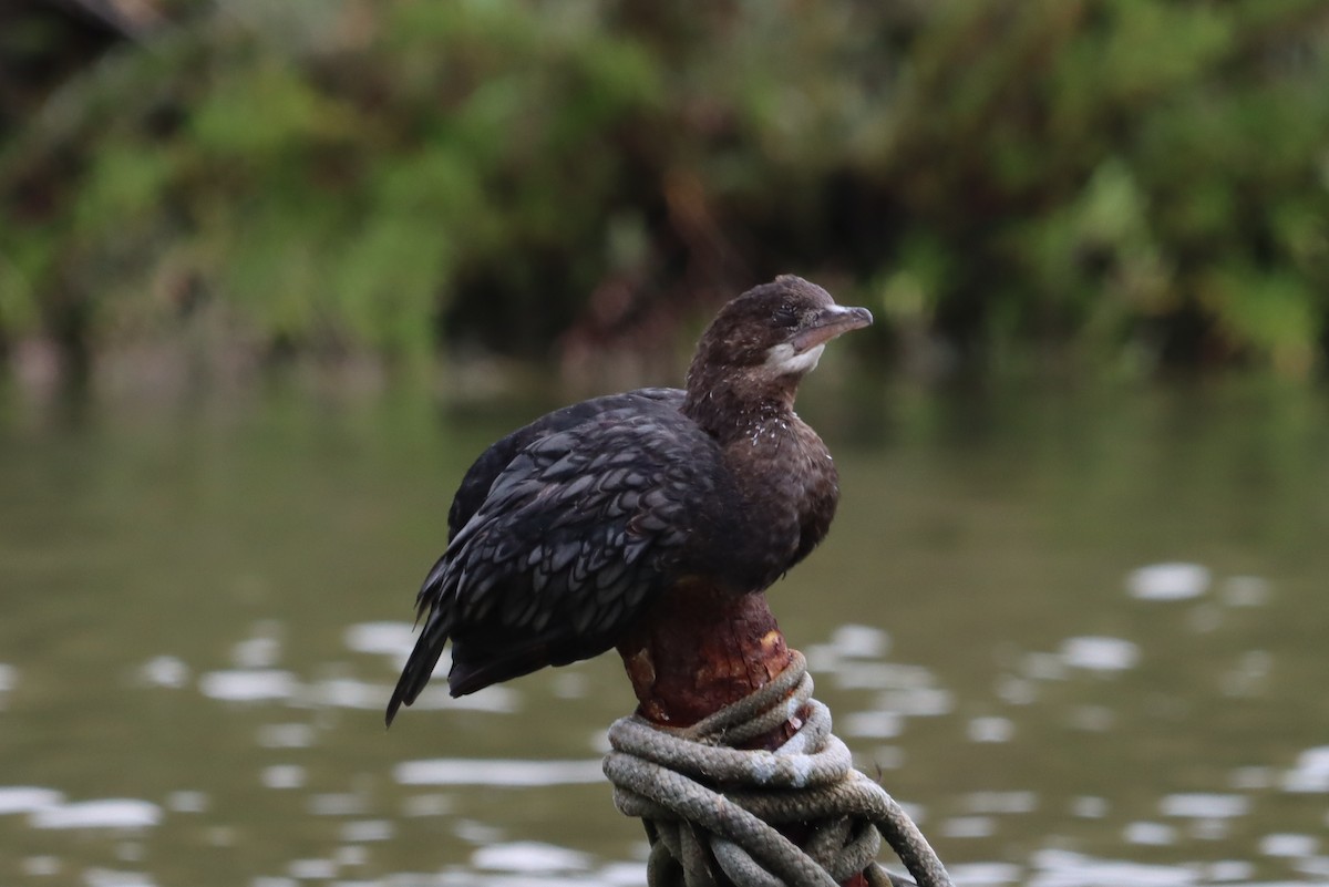 Pygmy Cormorant - ML643460040