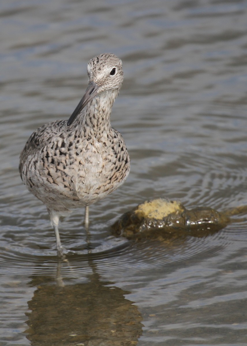 Willet - ML643460048