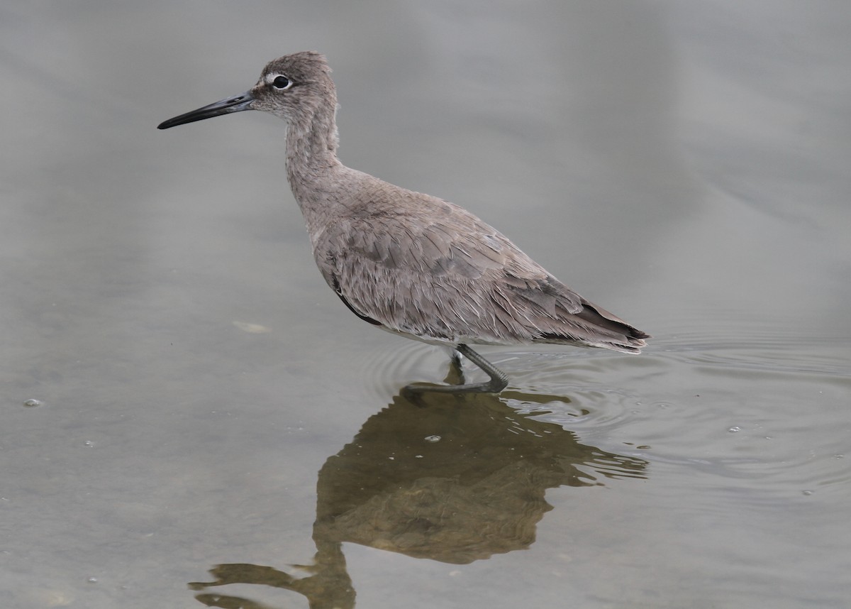 Willet - ML643460057