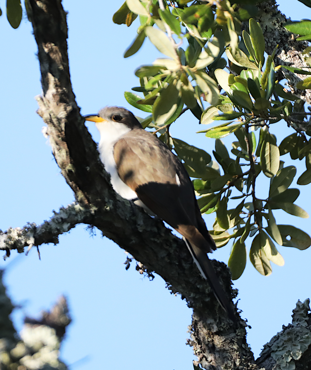Cuclillo Piquigualdo - ML643460079