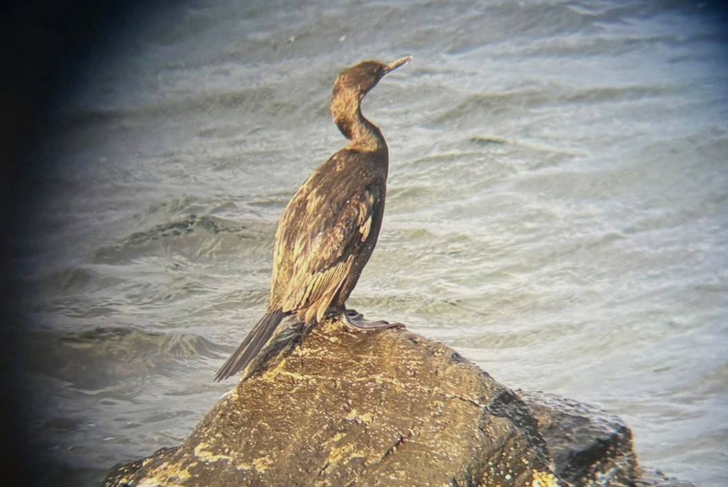 Pelagic Cormorant - ML643460080