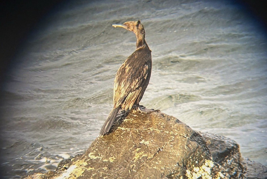 Pelagic Cormorant - ML643460109