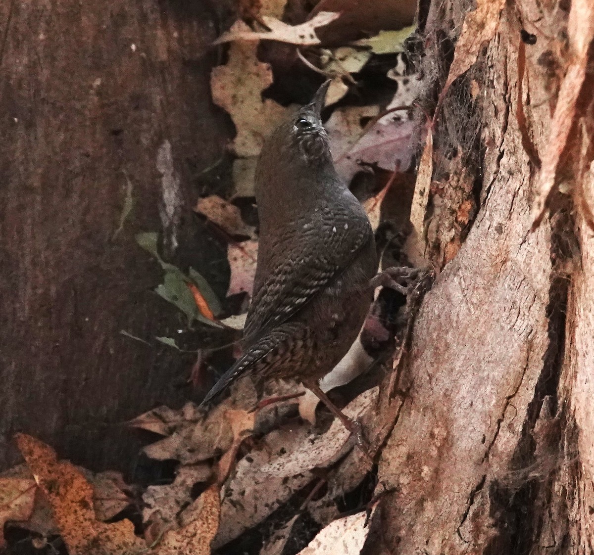 Northern House Wren - ML643460134