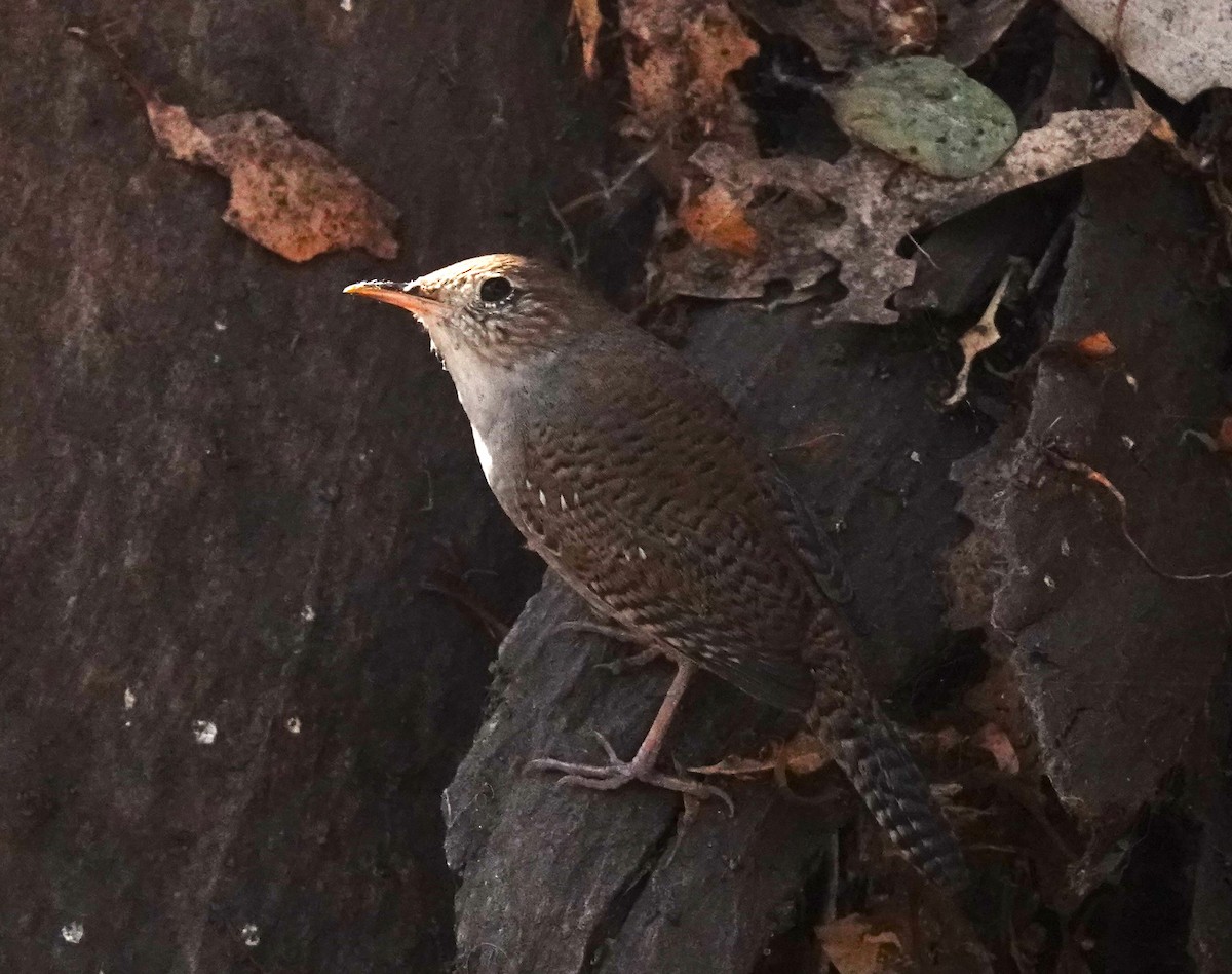 Northern House Wren - ML643460148