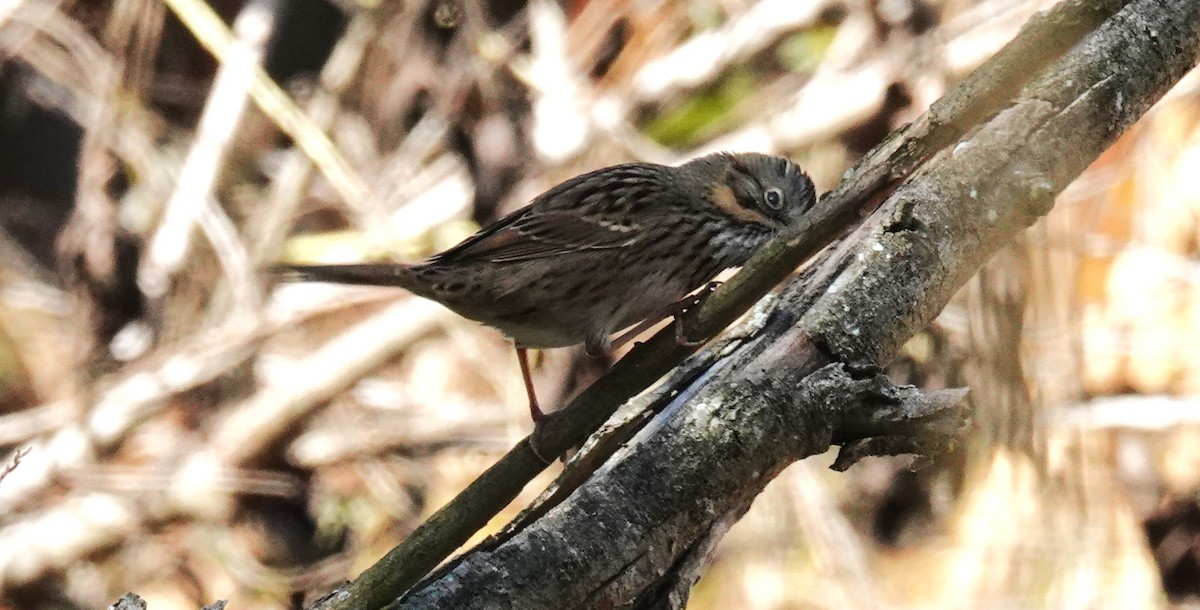 Lincoln's Sparrow - ML643460160