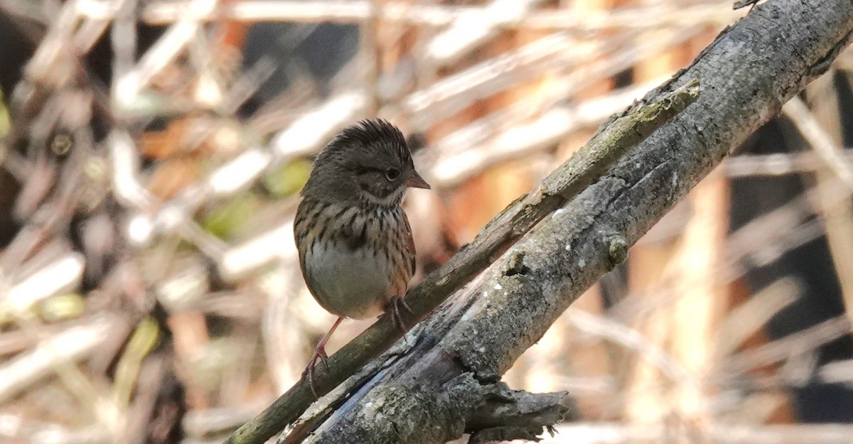 Lincoln's Sparrow - ML643460164