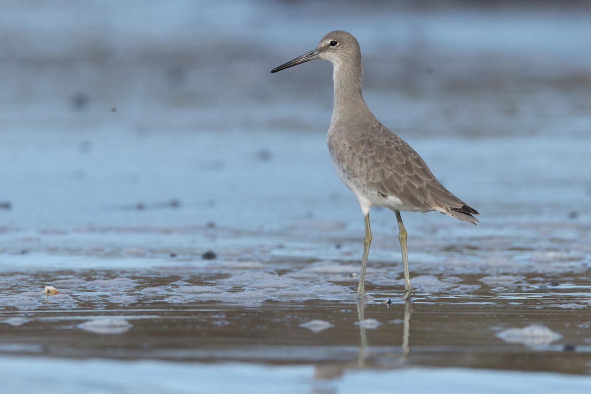Willet - ML643460165