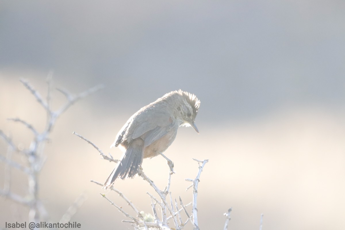 canastero sp. - ML643460167