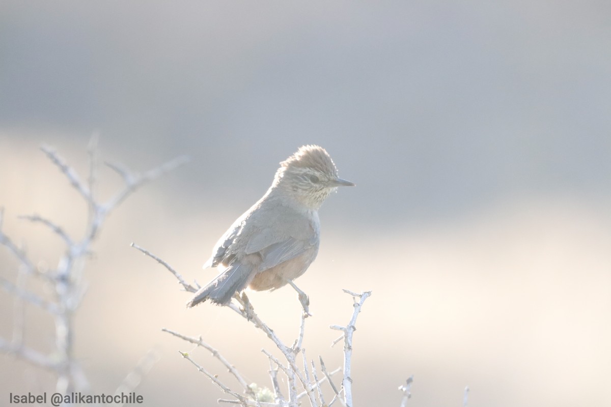 canastero sp. - ML643460168