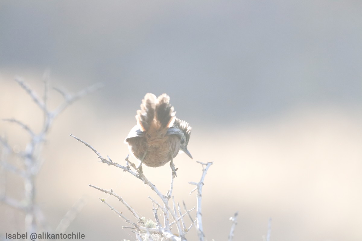 canastero sp. - ML643460169