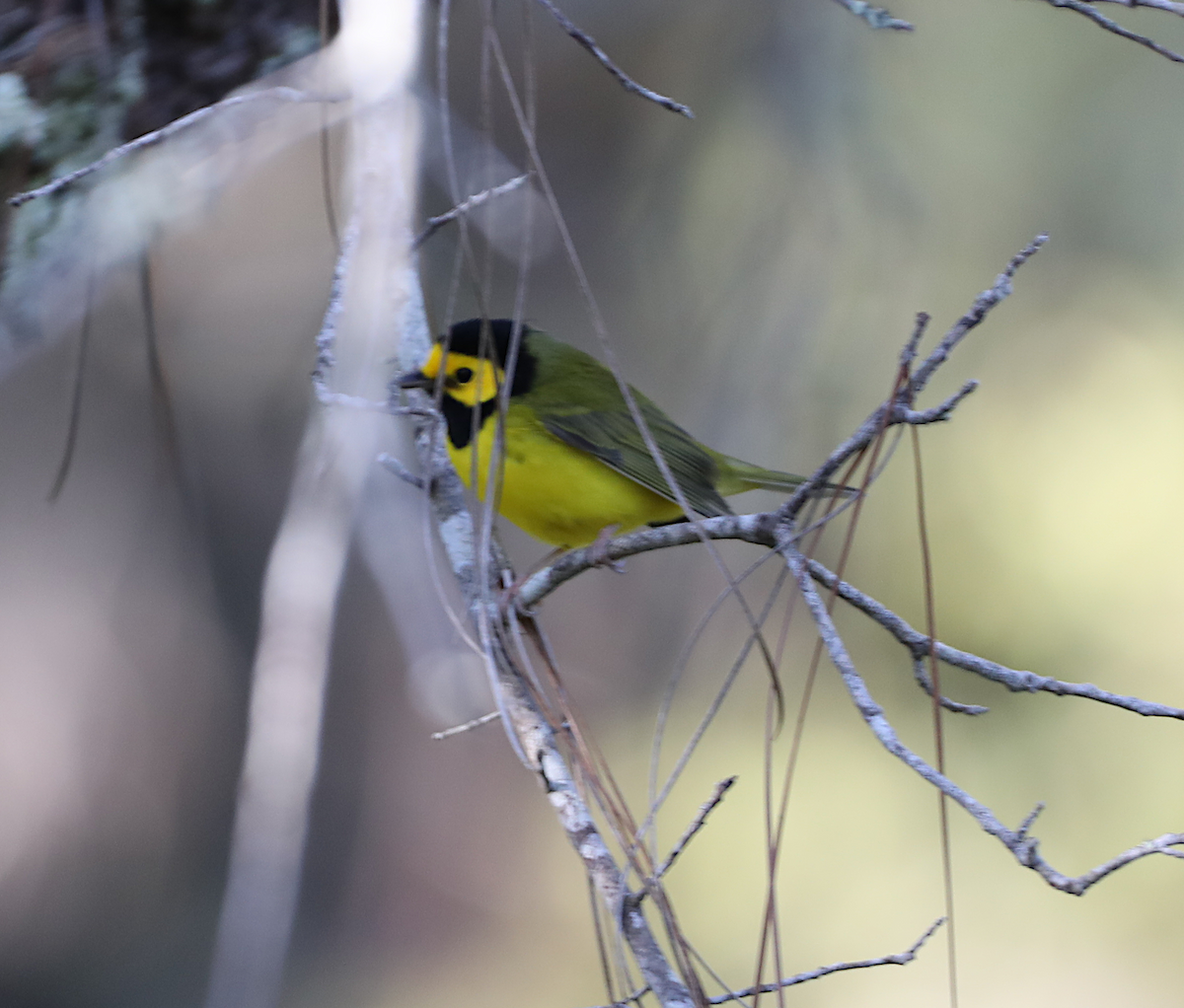 Hooded Warbler - ML643460192