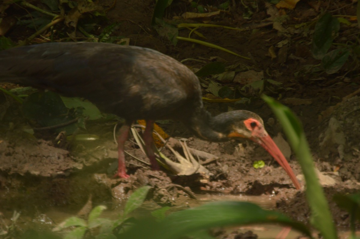 Sharp-tailed Ibis - ML643460196