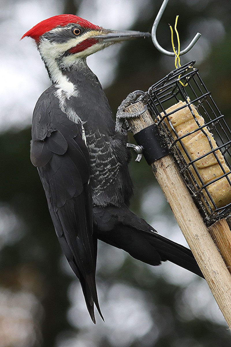 Pileated Woodpecker - ML643460216