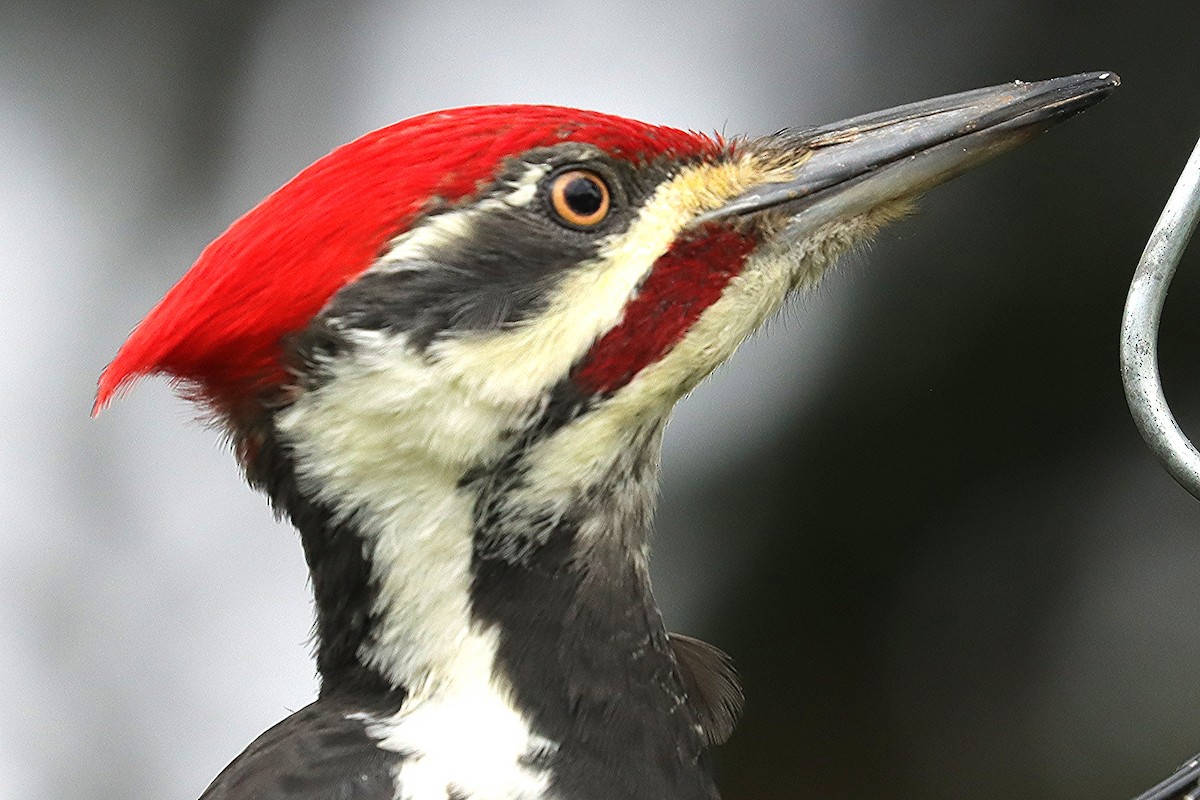 Pileated Woodpecker - ML643460218