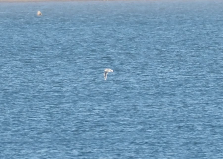 Mouette pygmée - ML643460219