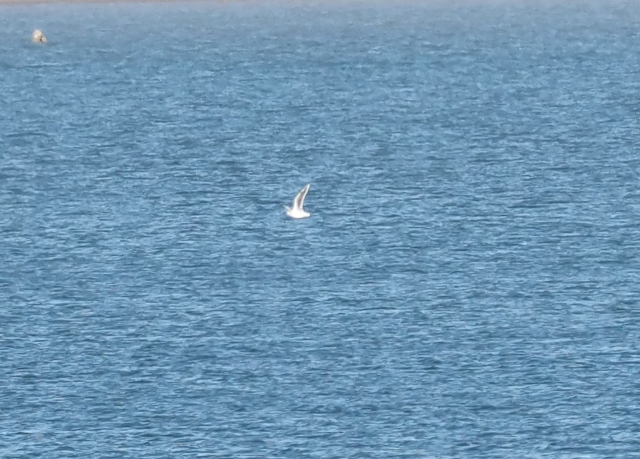 Mouette pygmée - ML643460220