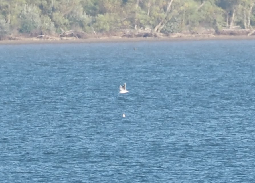 Mouette pygmée - ML643460221