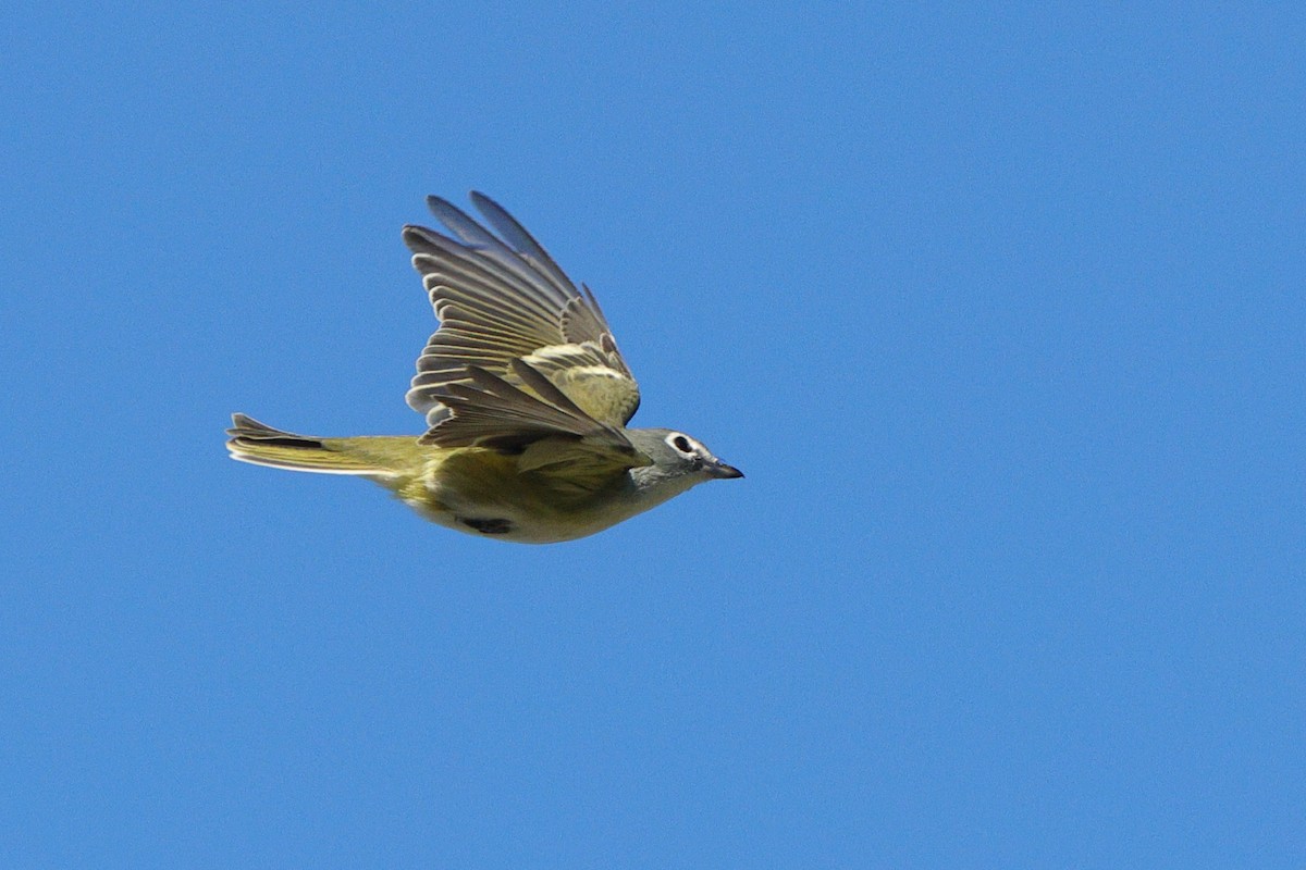 Blue-headed Vireo - ML643460237