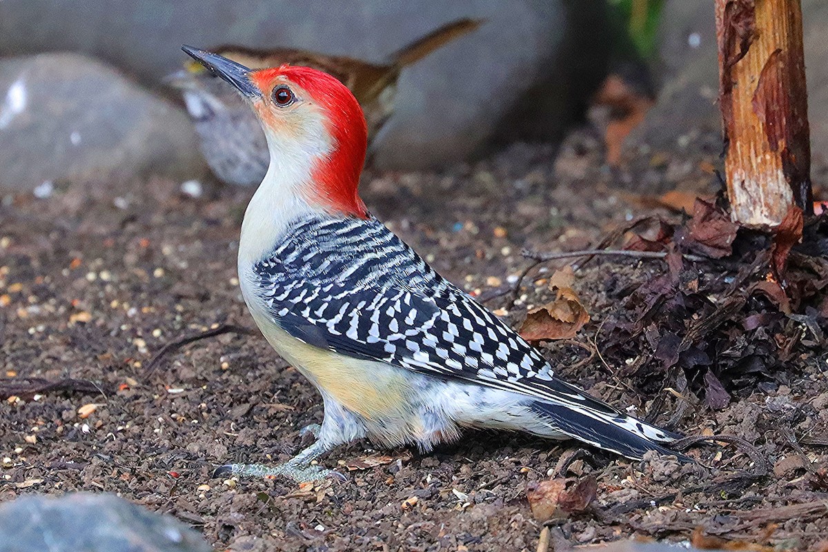 Red-bellied Woodpecker - ML643460242