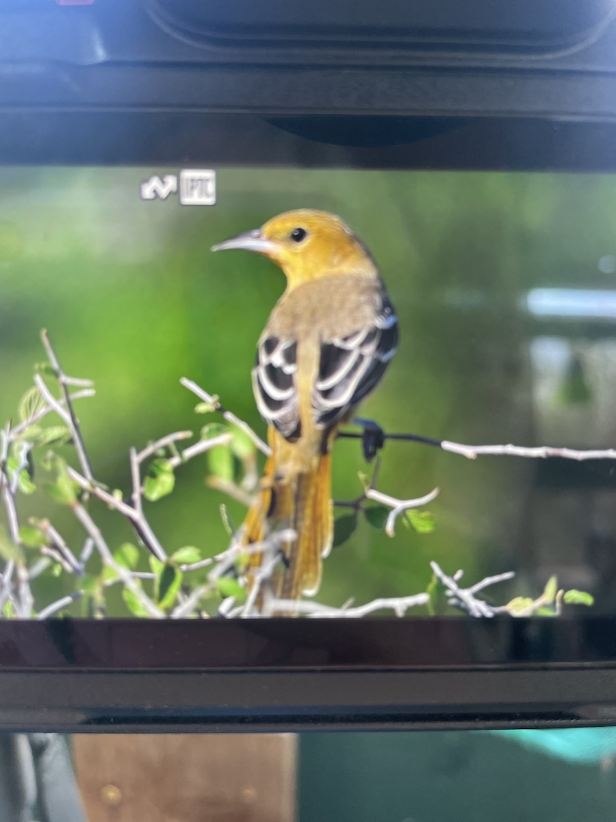 Hooded Oriole - ML643460246