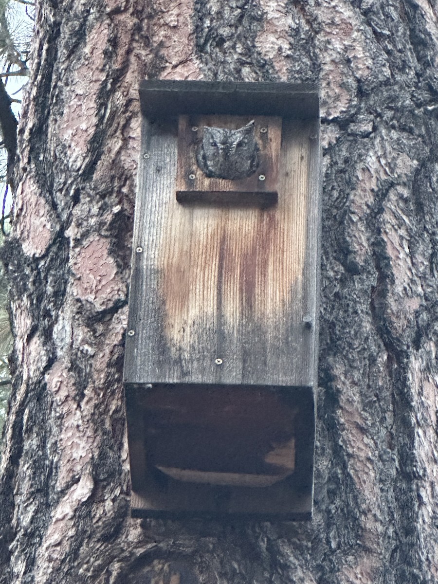 Western Screech-Owl - ML643460262