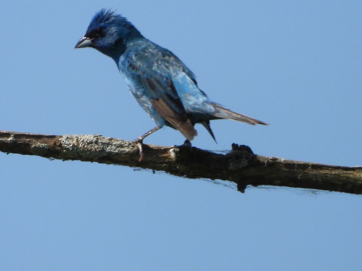 Indigo Bunting - ML643460268