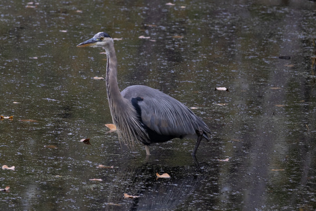 Great Blue Heron - ML643460295