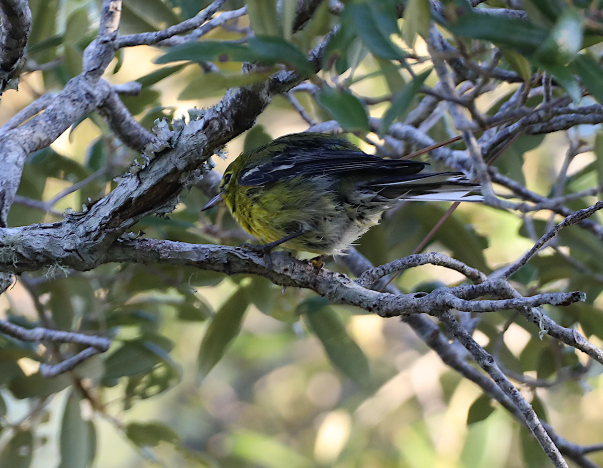 Pine Warbler - ML643460309
