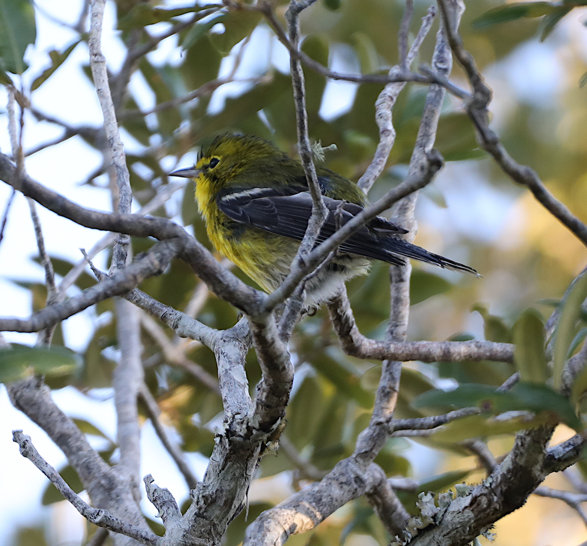 Pine Warbler - ML643460310