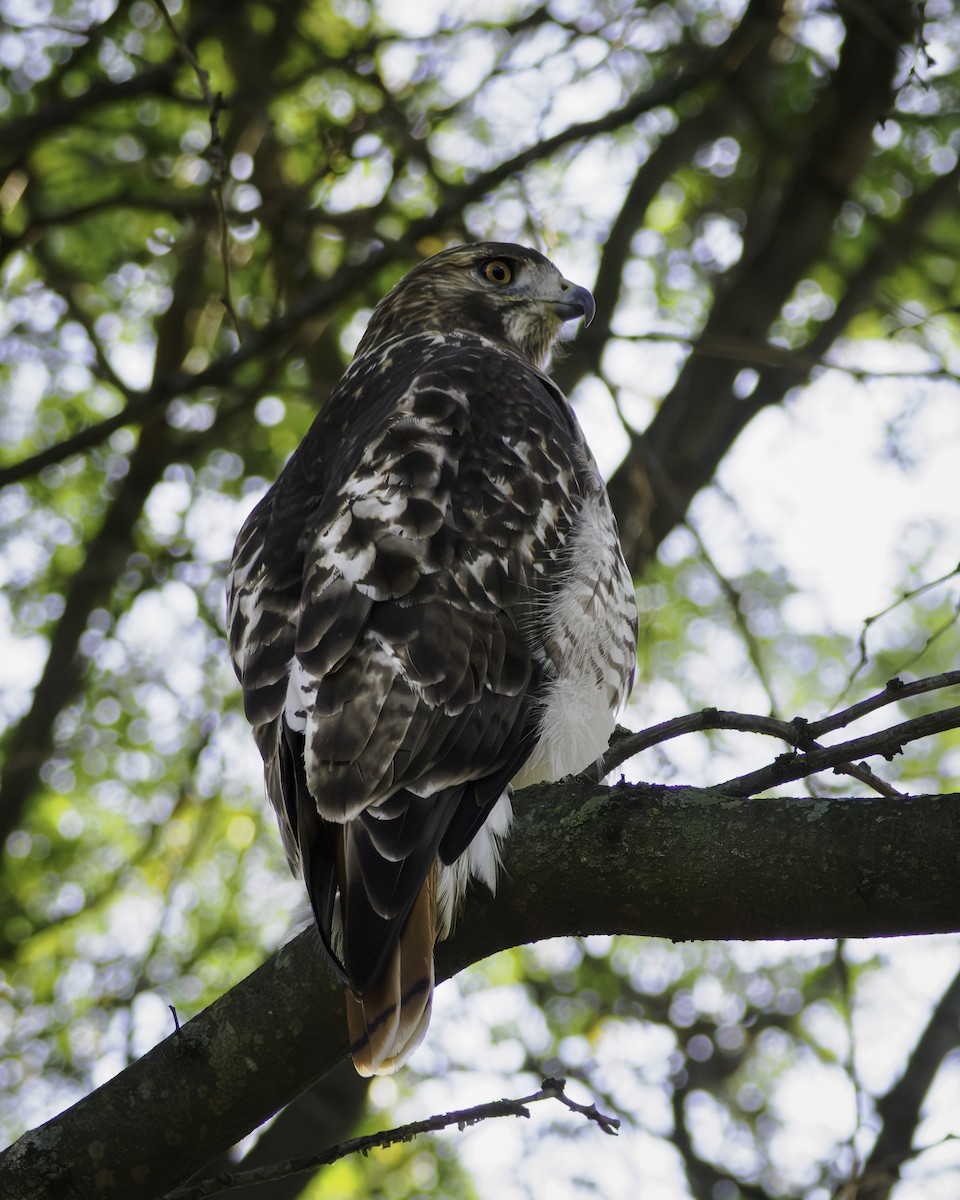 Rotschwanzbussard - ML643460321