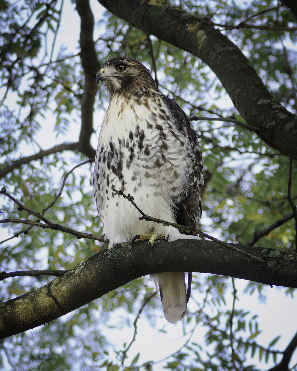 Rotschwanzbussard - ML643460322