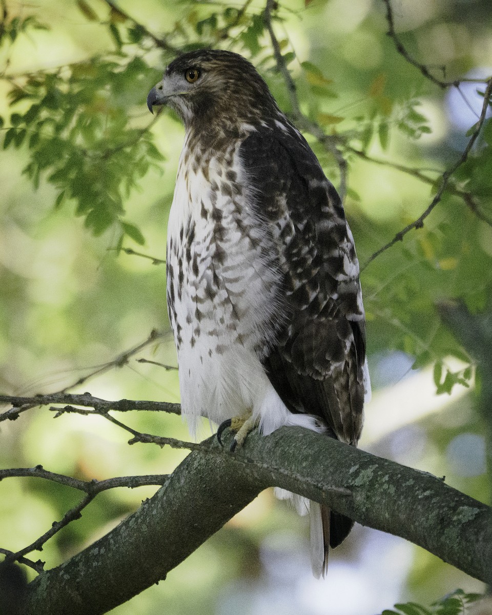 Rotschwanzbussard - ML643460323