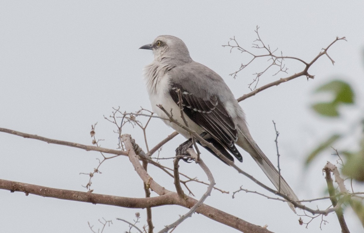 Tropical Mockingbird - ML643460334