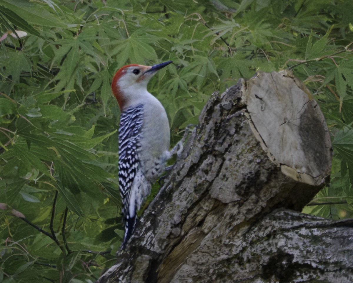 Red-bellied Woodpecker - ML643460344