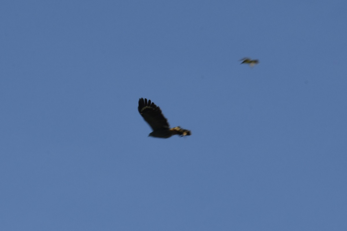 Crane Hawk - ML643460347