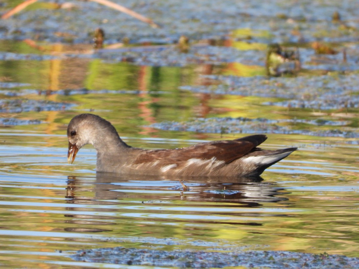 Uroilo amerikarra - ML643460360