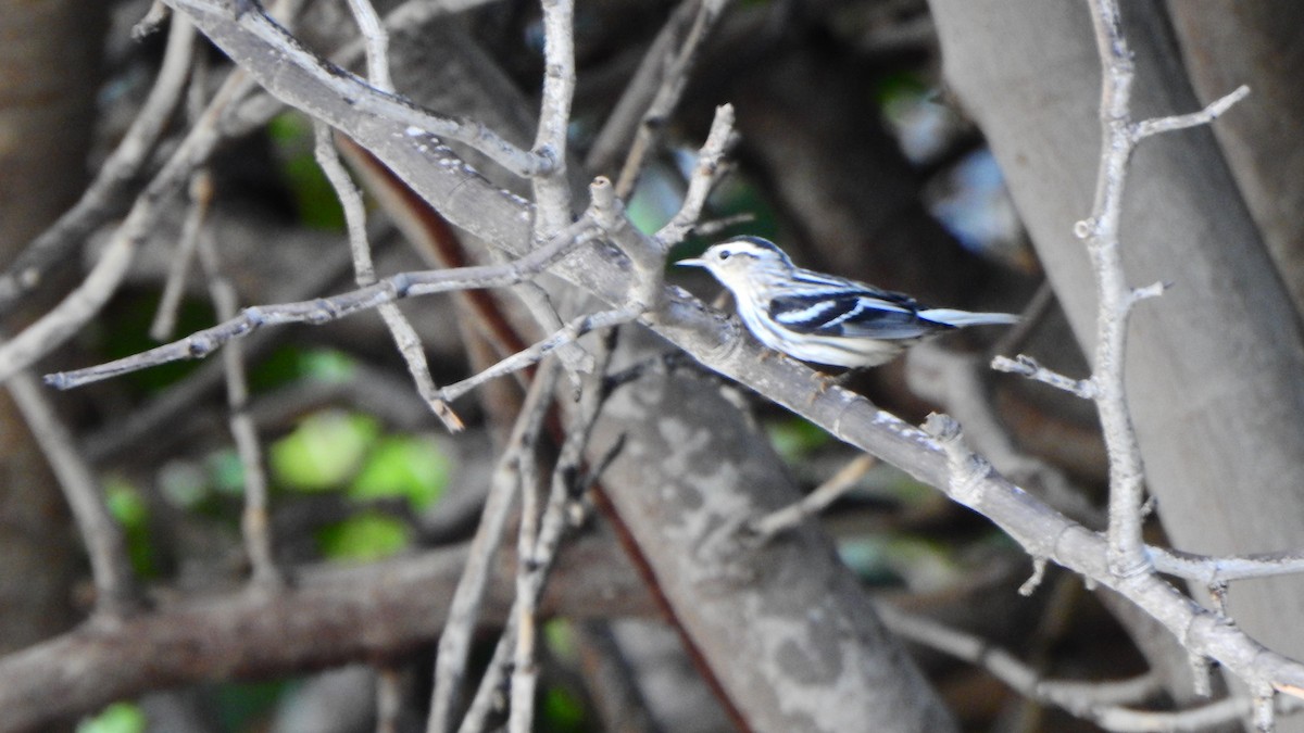 Black-and-white Warbler - ML643460373