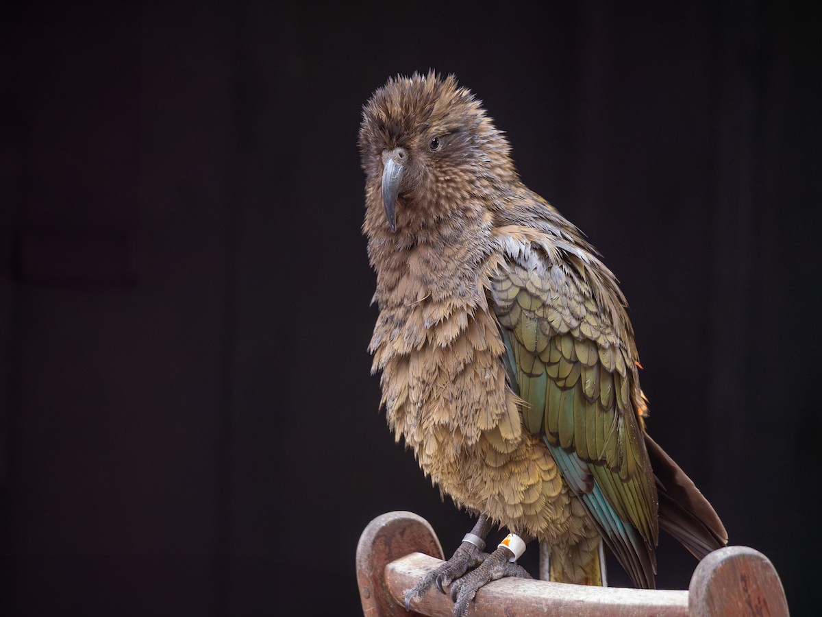 Kea - ML643460380