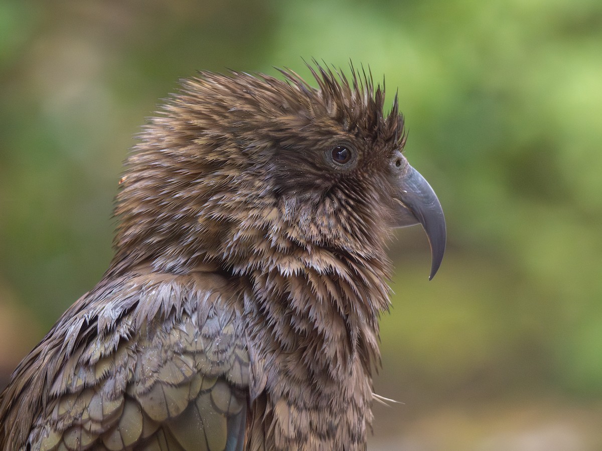 Kea - ML643460384