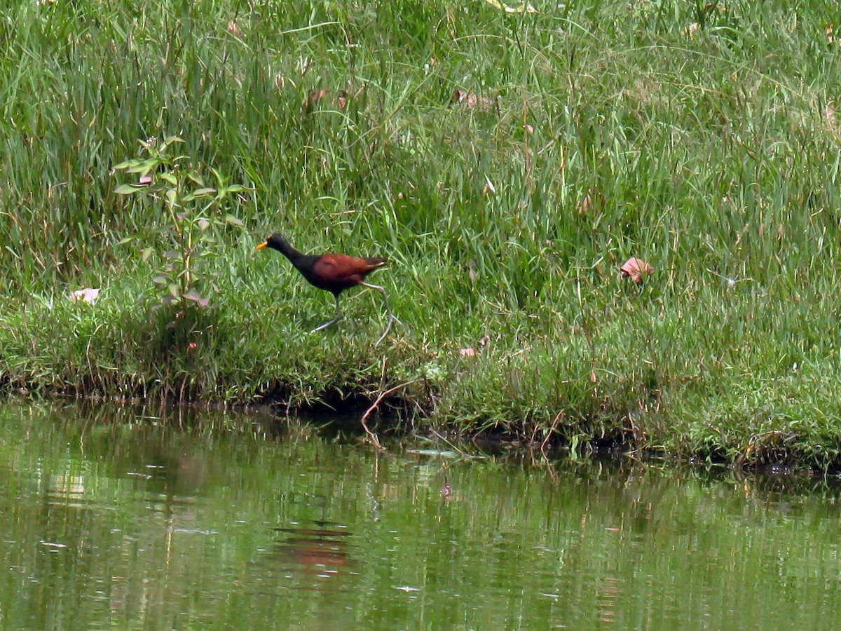 Northern Jacana - ML643460386