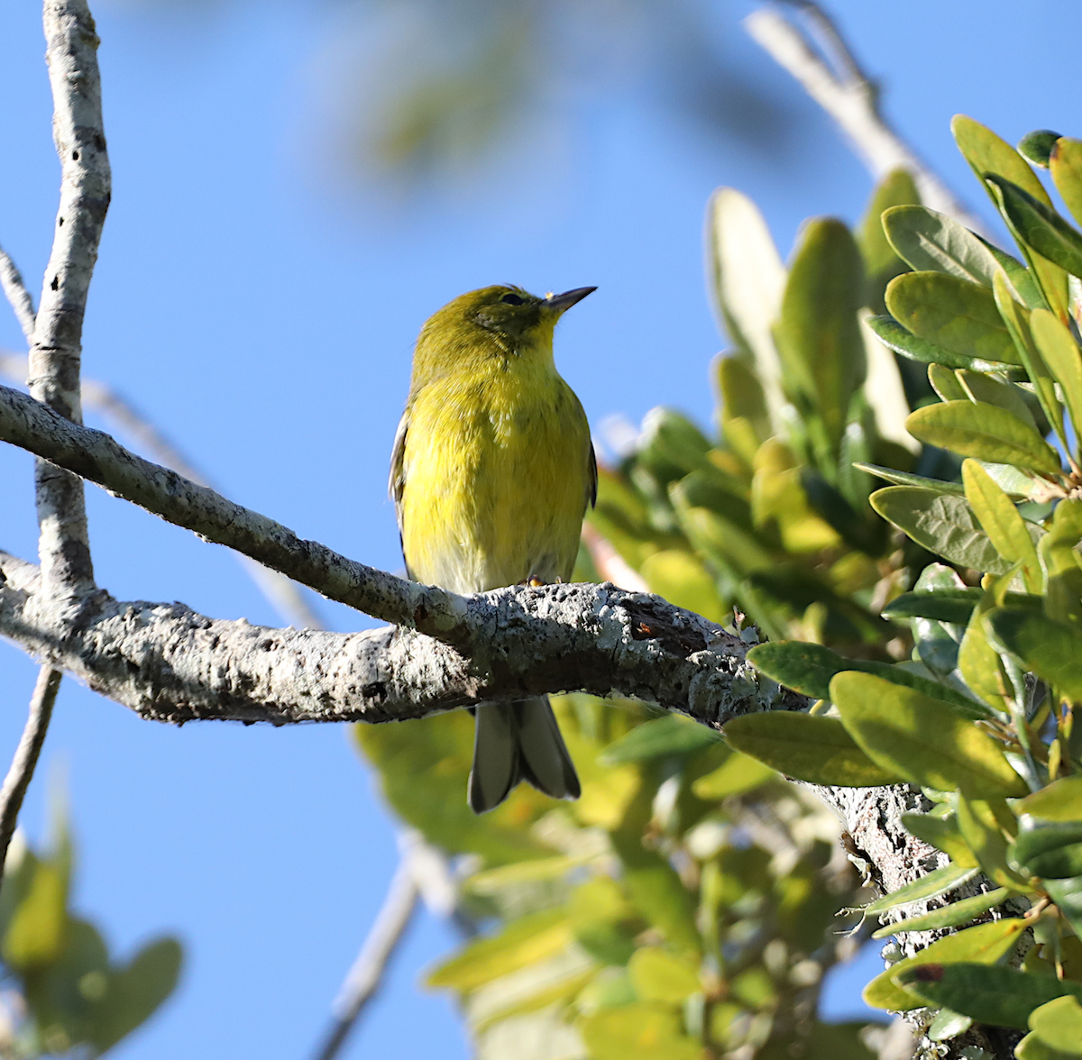 Pine Warbler - ML643460390