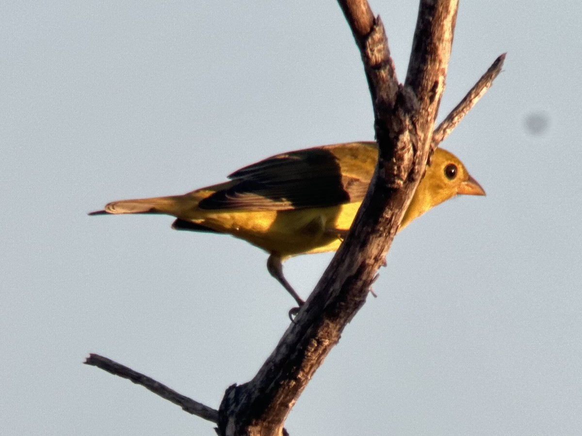 Scarlet Tanager - ML643460404