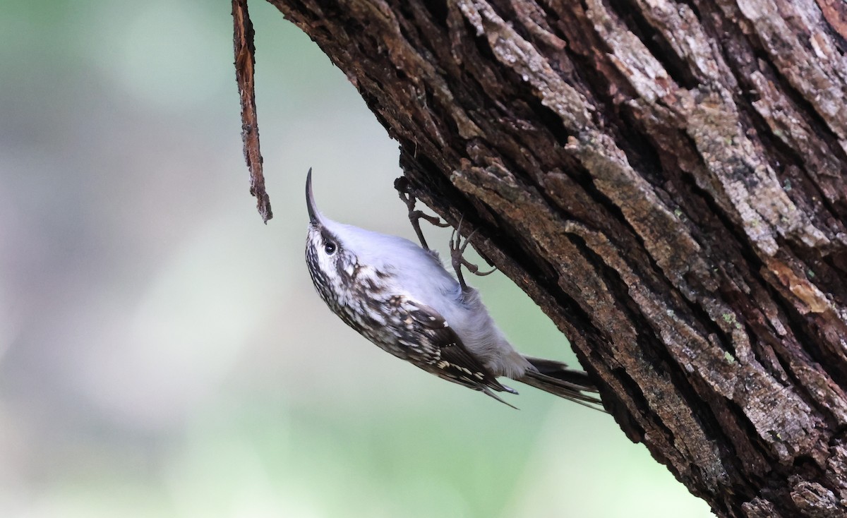 Brown Creeper - ML643460411
