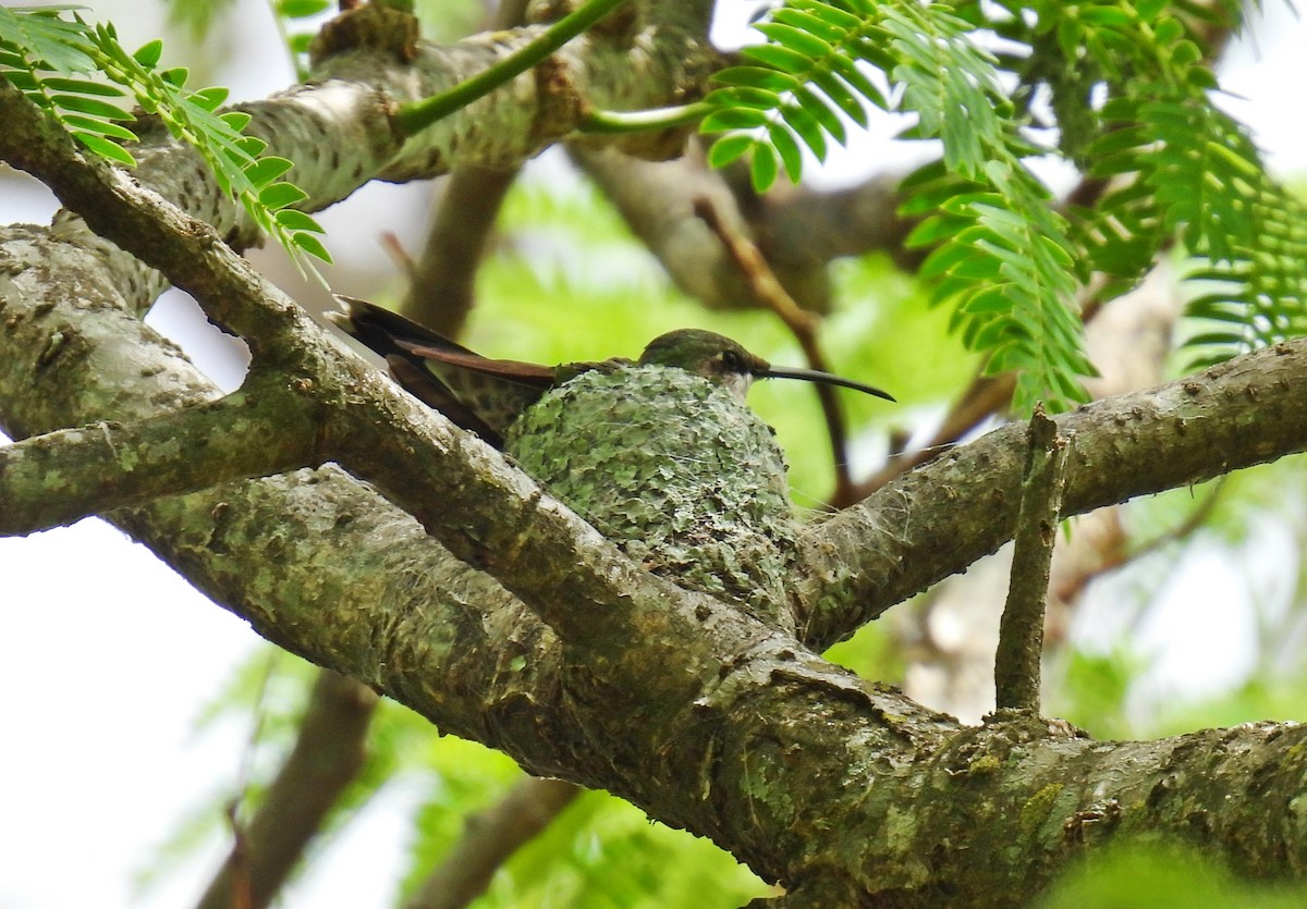 Blue-tufted Starthroat - ML643460414
