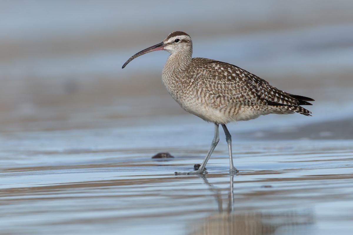 Hudsonian Whimbrel - ML643460424