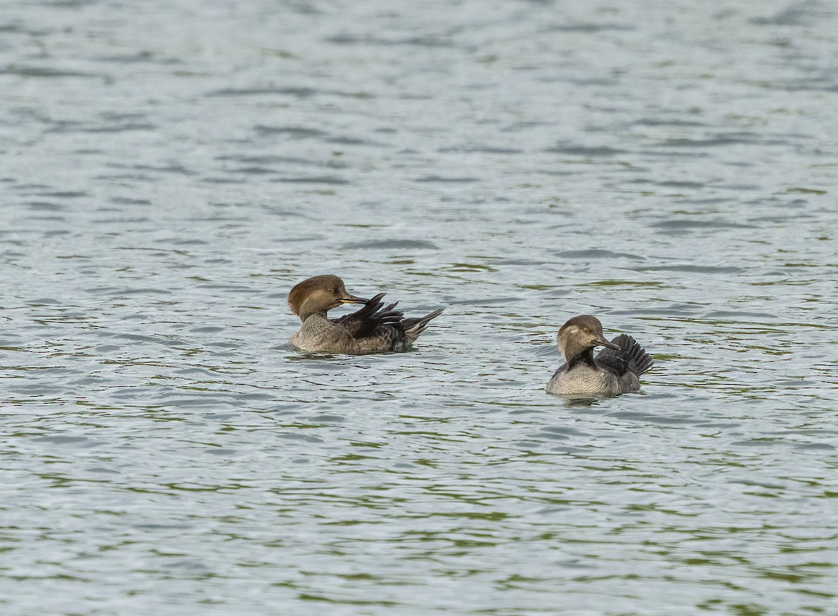 Başlıklı Tarakdiş - ML643460428